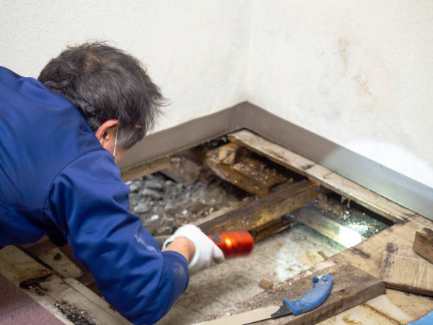Best Toxic Mold Removal  in Pimlico, SC