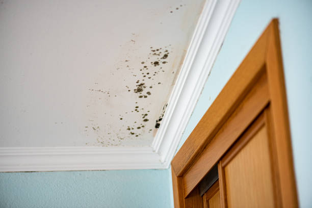 Best Commercial Mold Removal  in Pimlico, SC