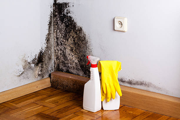Best Residential Mold Removal  in Pimlico, SC